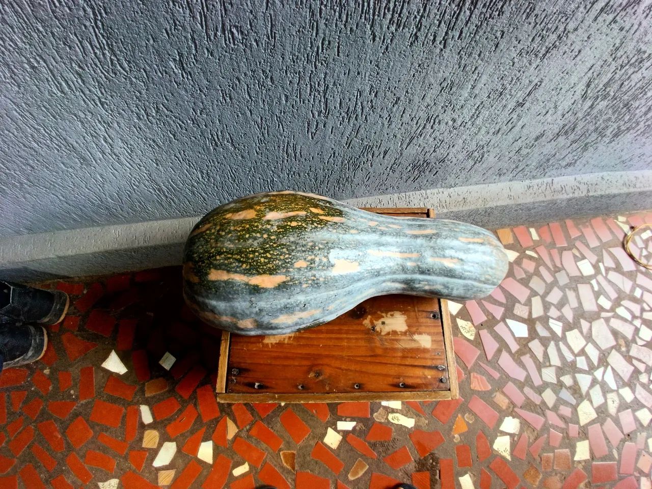 2 Abóboras Gigantes para Produção Rural - Foto 3