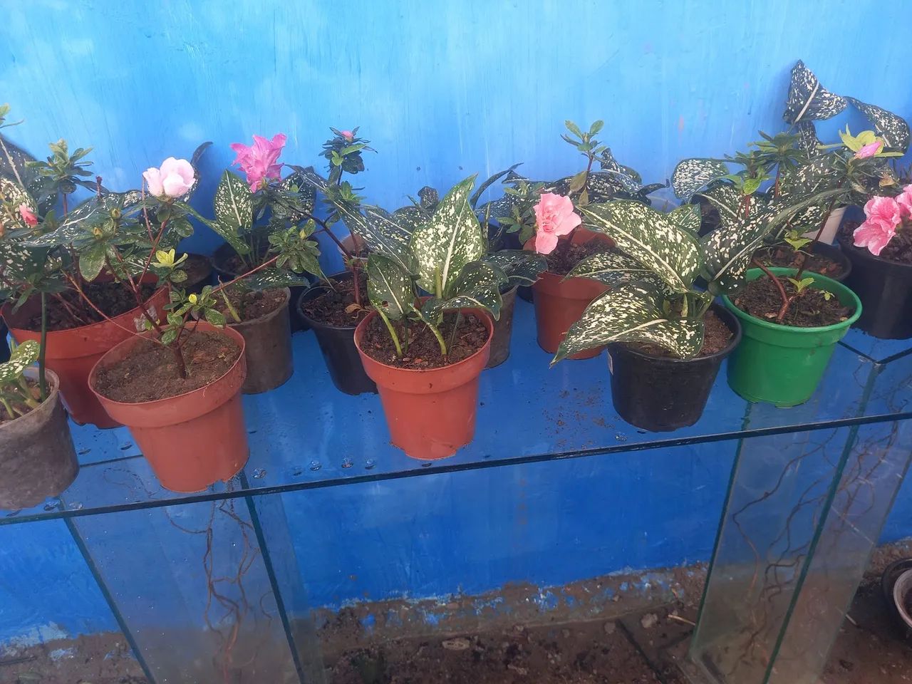   Vendi. Planta 10 reais cada - Foto 3
