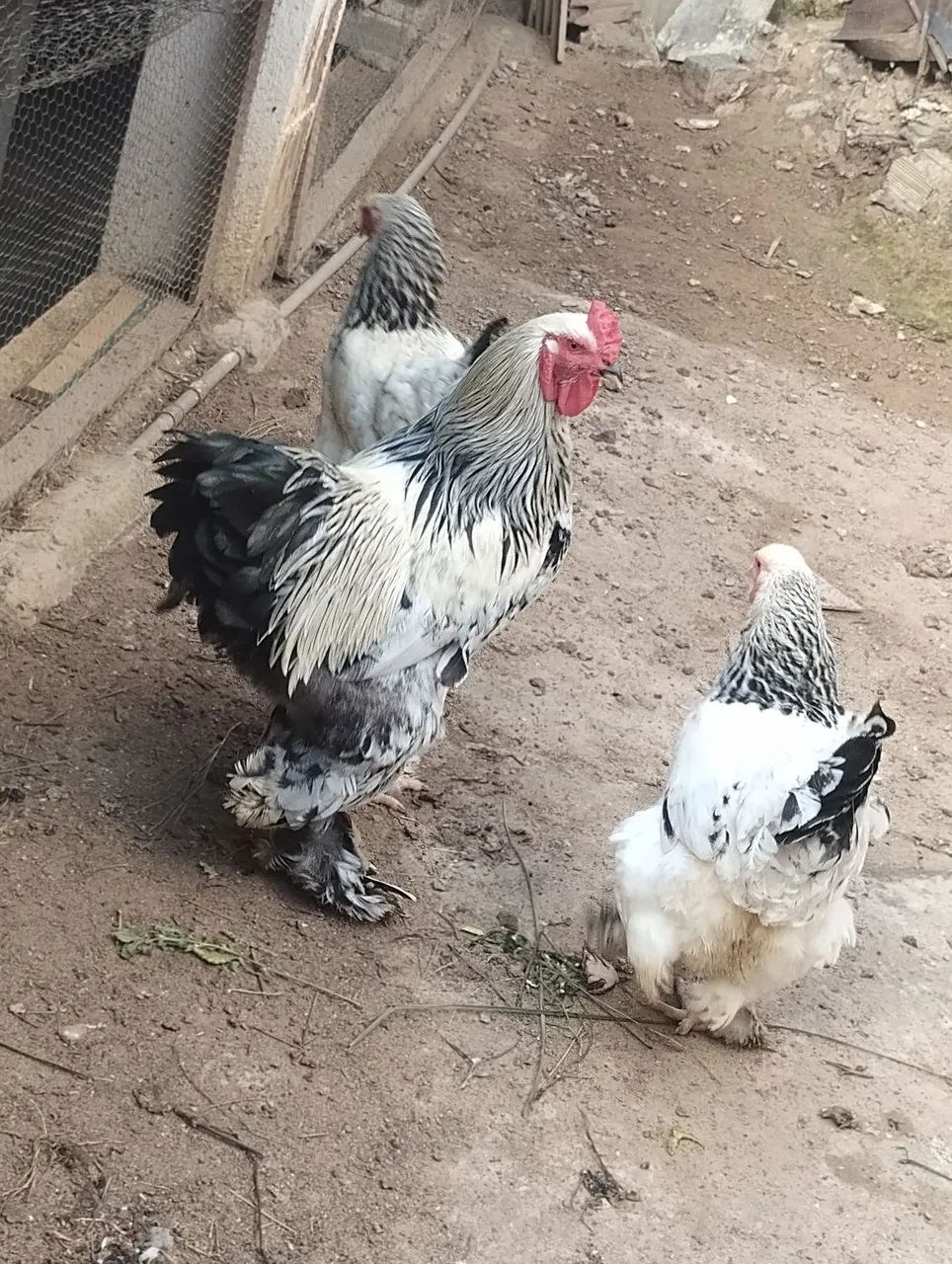 Galinha Brahma light  - Foto 4