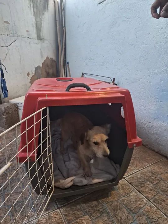 Casa cachorro ou gato  - Foto 2