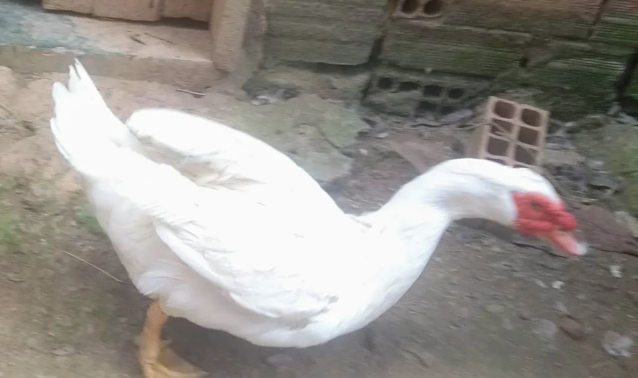 PATO ALEMÃO GIGANTE  - Foto 5