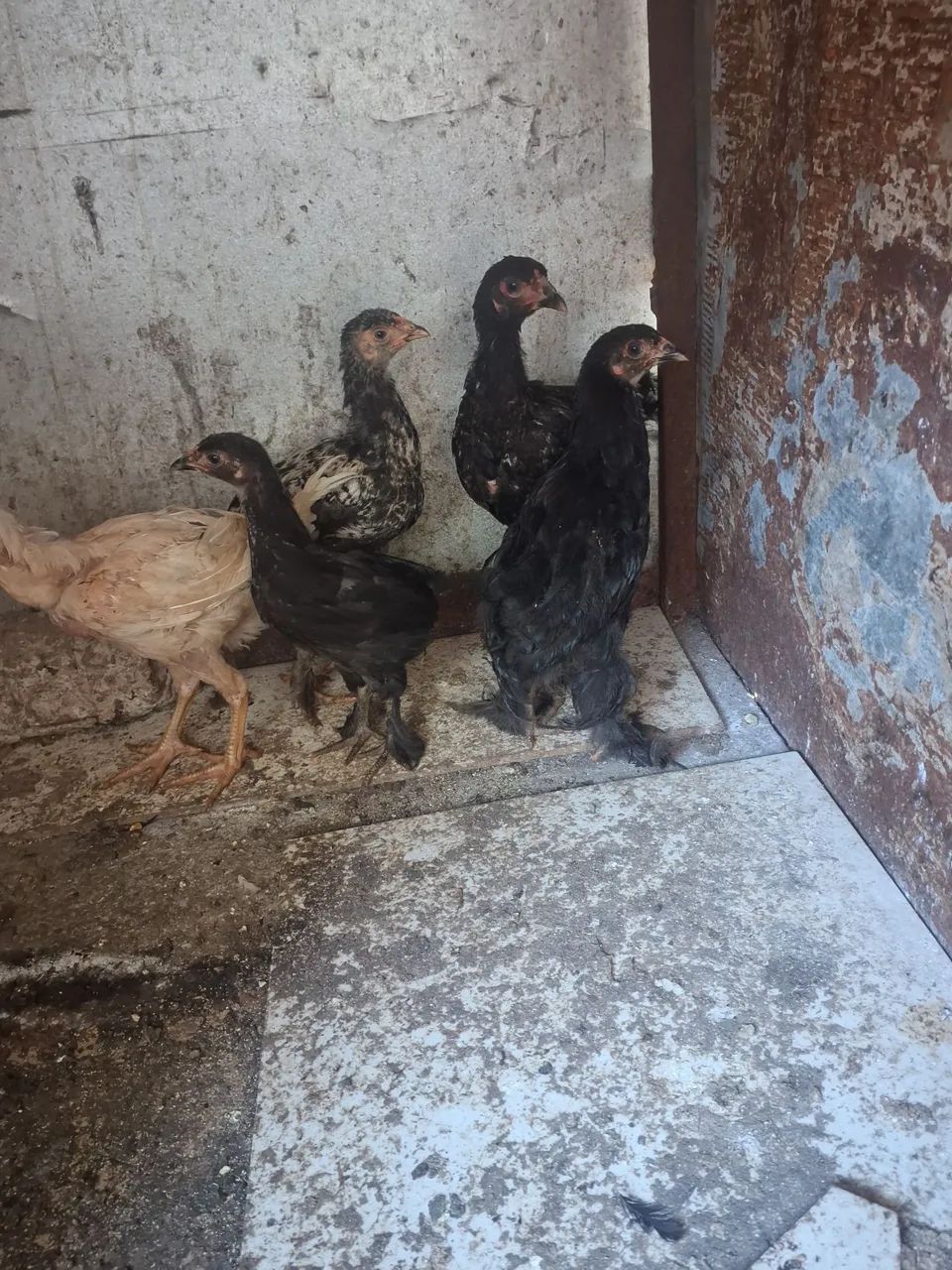 Pintinhos Brahma os 5 por 150