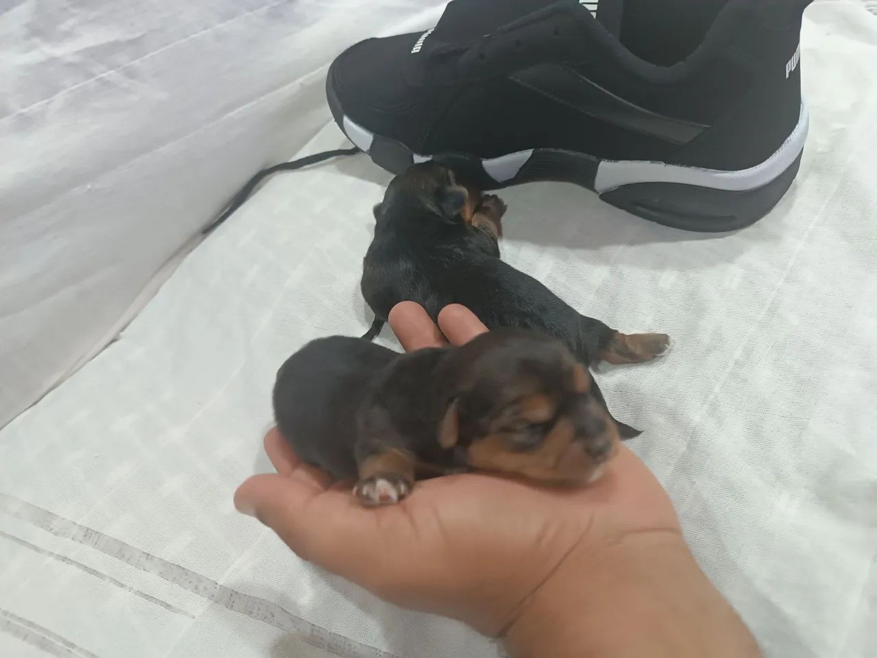 Yorkshire micro legítimo  - Foto 6