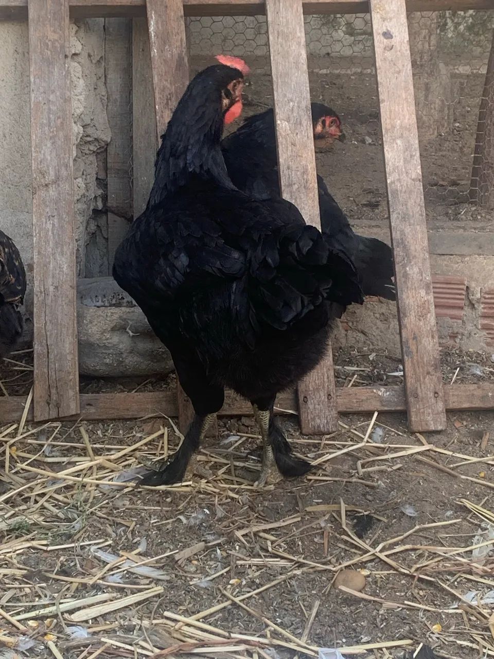 Galinhas caipira    - Foto 3