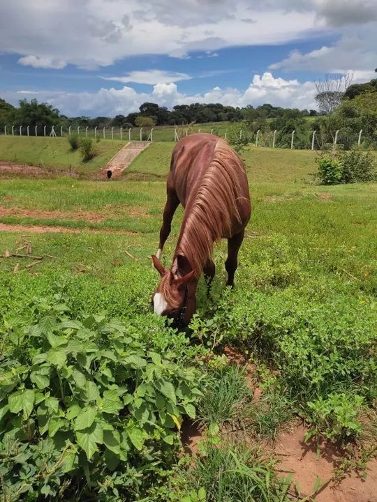 cavalo 1/4 de milha - Foto 2