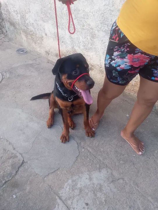 Rottweiler Adulto para Adoção - Foto 3