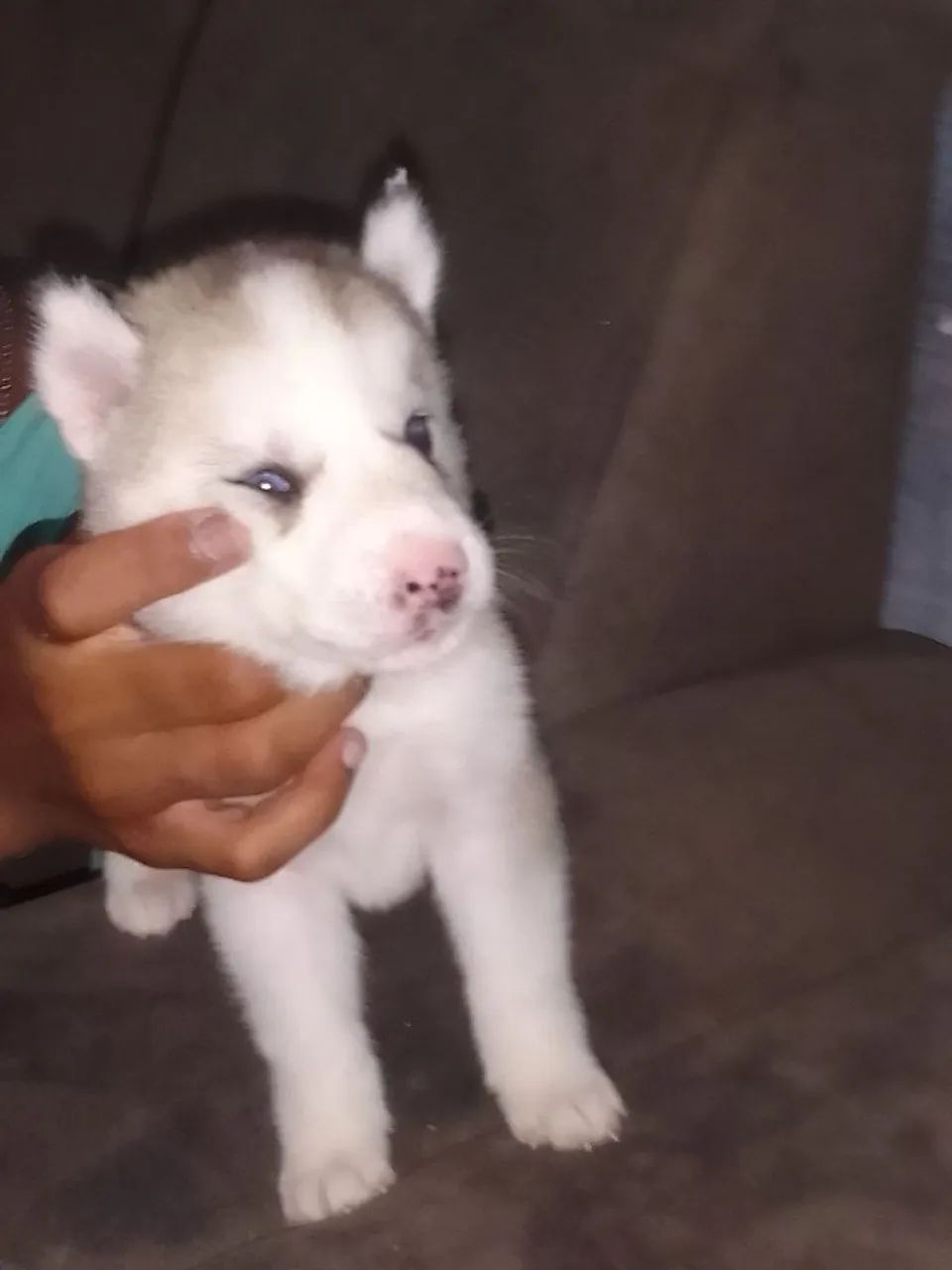 Filhote Husky Siberiano
