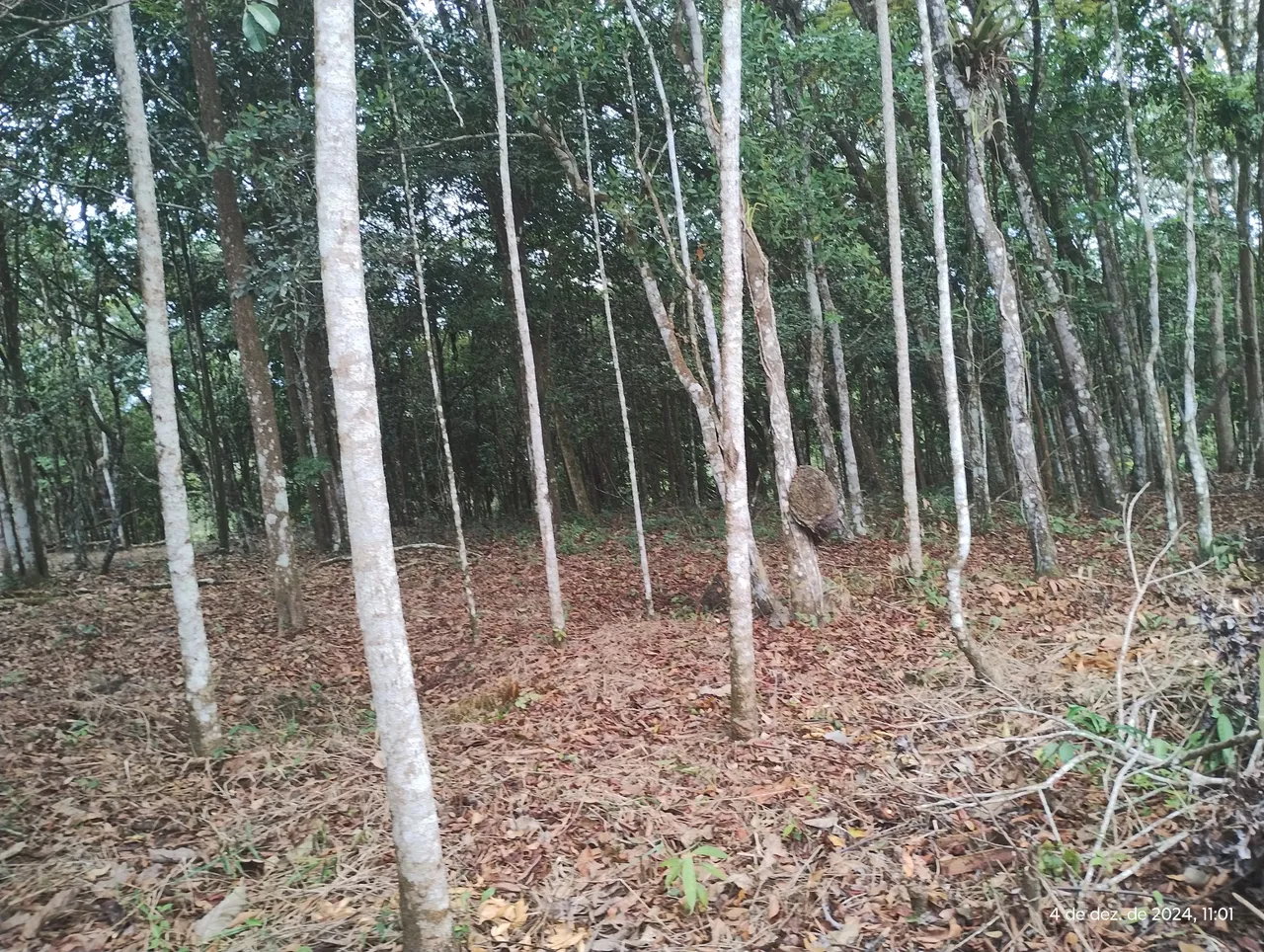 ACEITA TROCA EM IMÓVEIS terreno belíssimo em Aldeia, arrodeado reserva da mata atlântica,
