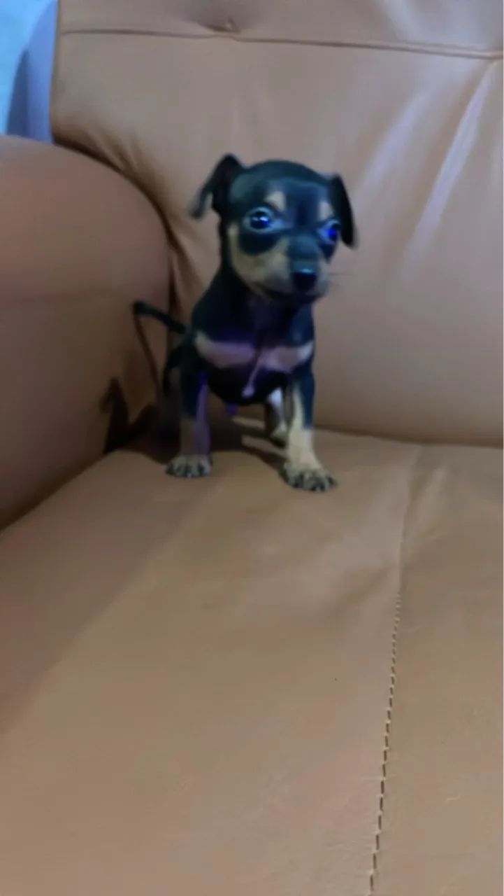 Pinscher miniatura 