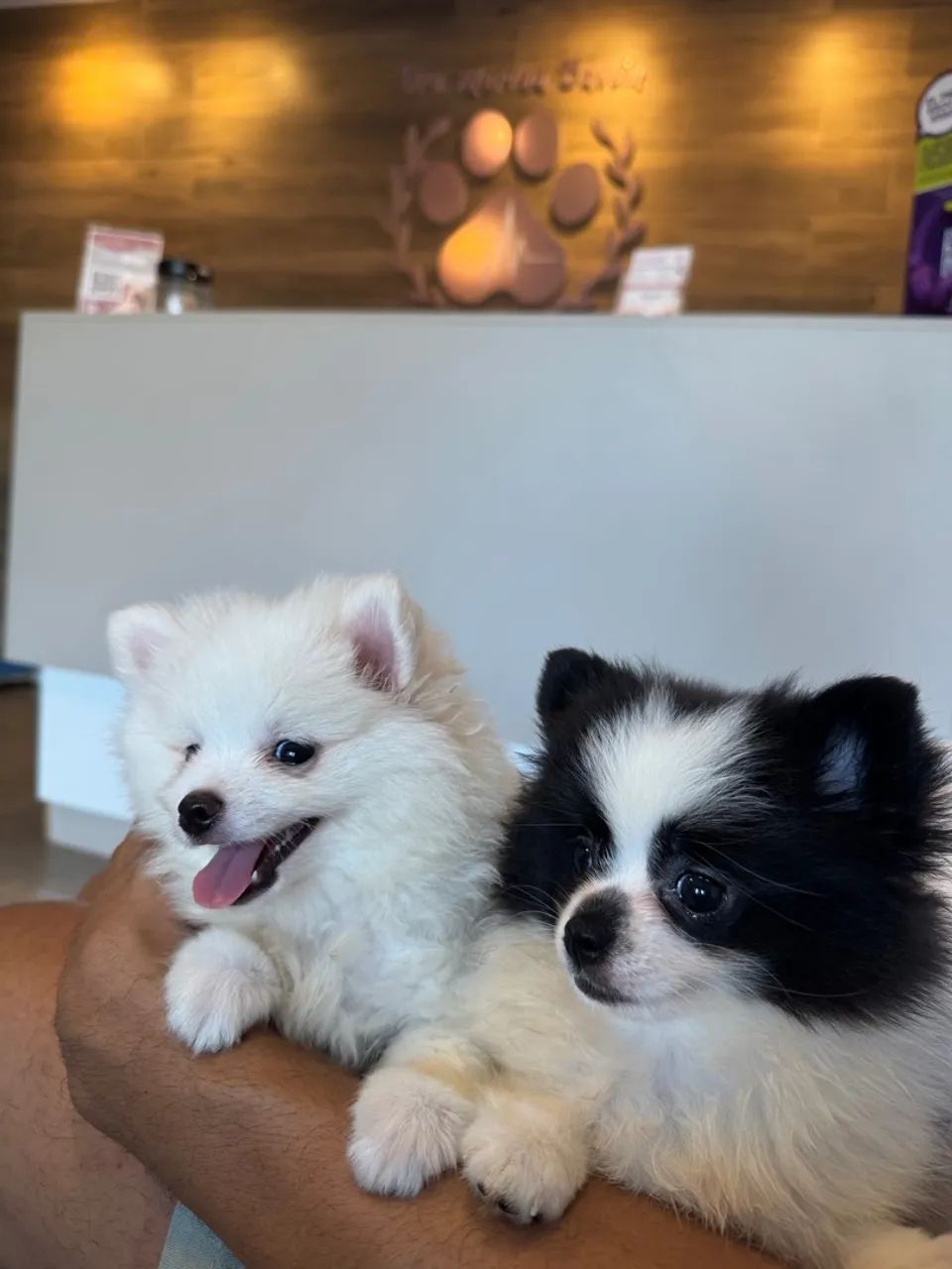 Filhote Spitz Alemão (Lulu da Pomerânia  - Foto 2