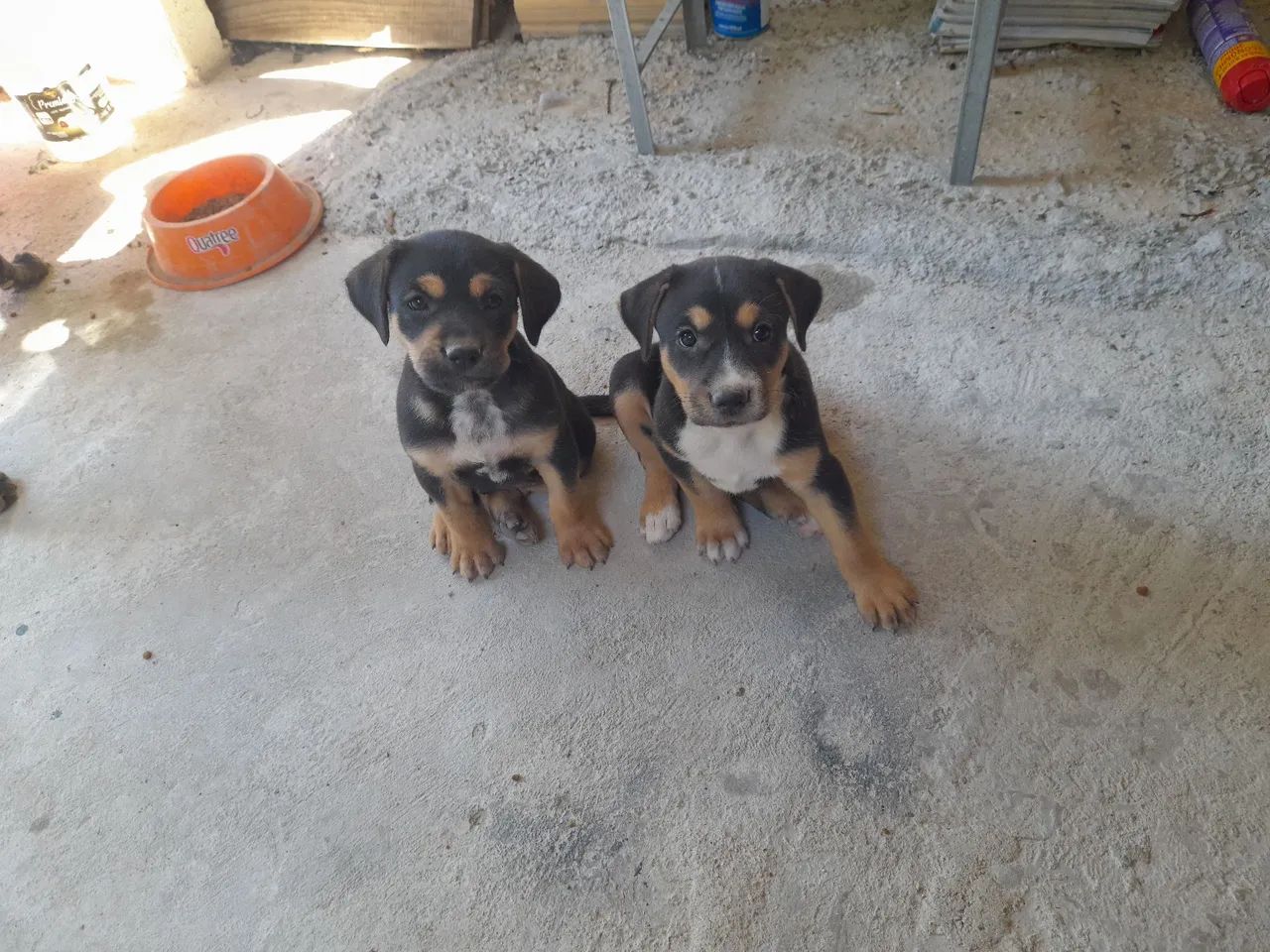 Dois filhotes de cachorro para adoção, observação:eles não são de raça 