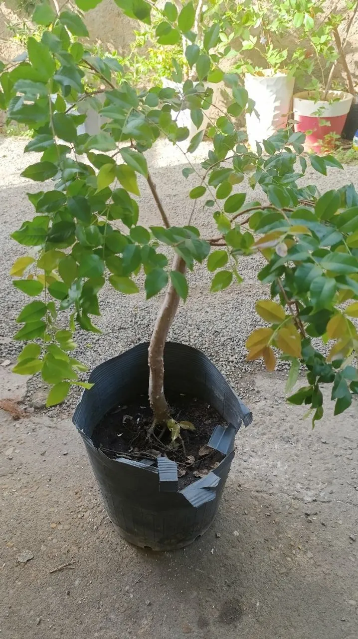 Jabuticabeira pequeno porte