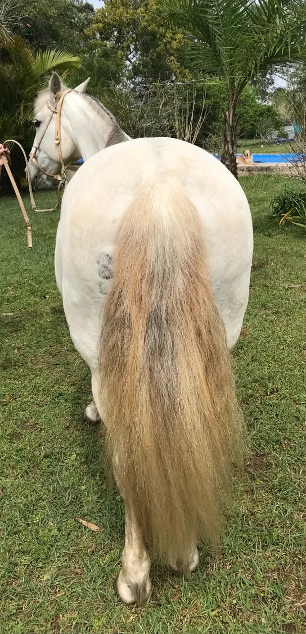 Égua crioula - Foto 2