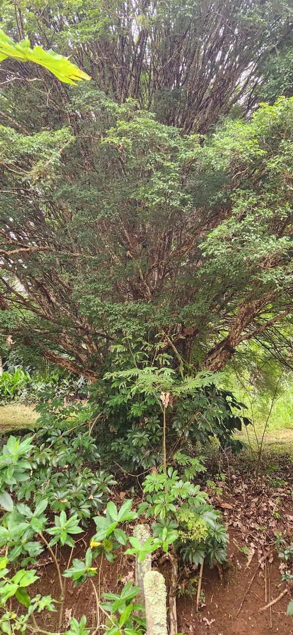 Vendo jaboticabeira adulta  - Foto 2