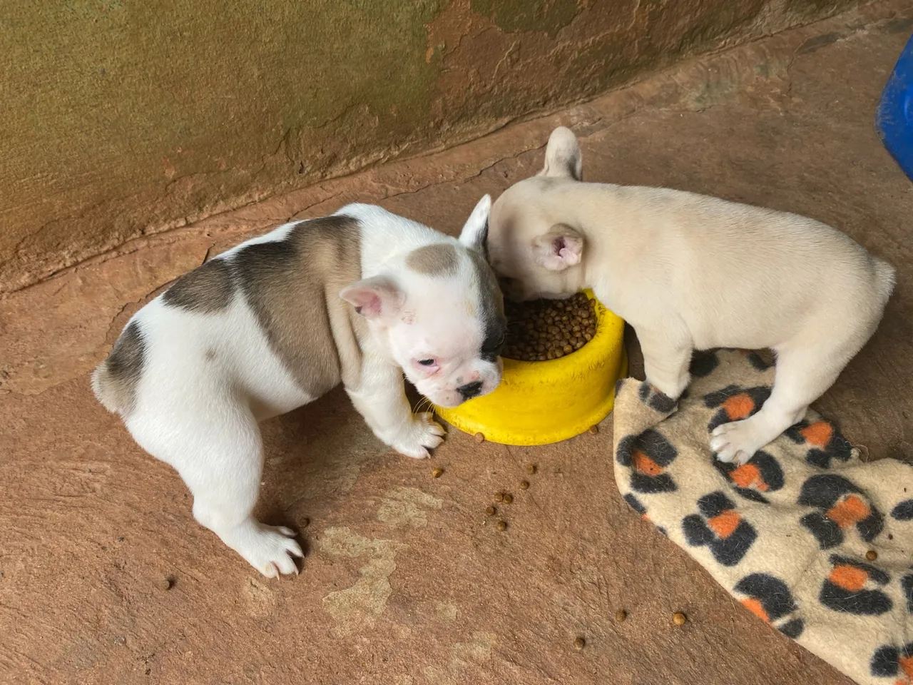 Filhotes de Bulldog Francês