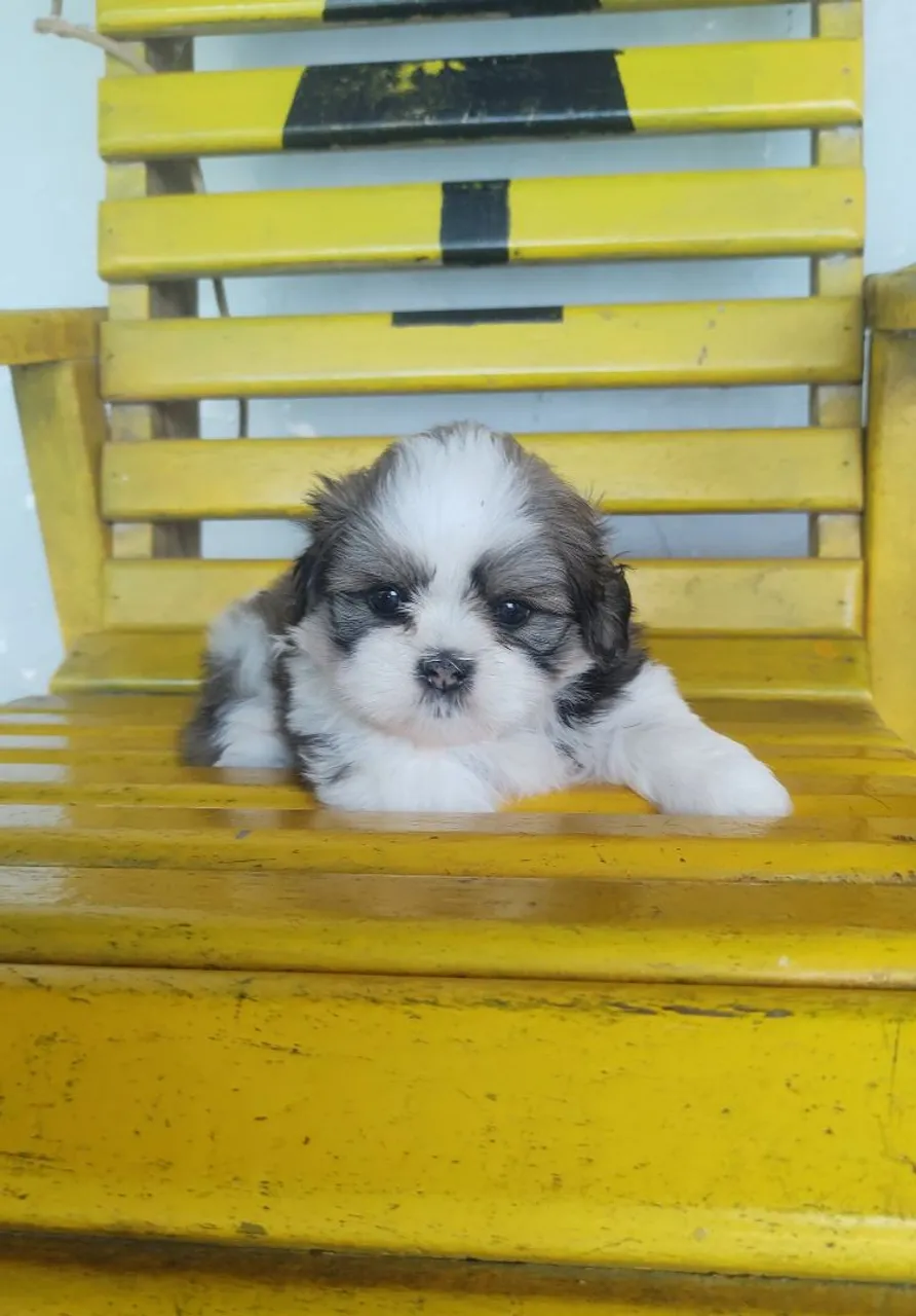 Vendo Lindo filho Mine Shis Tzu