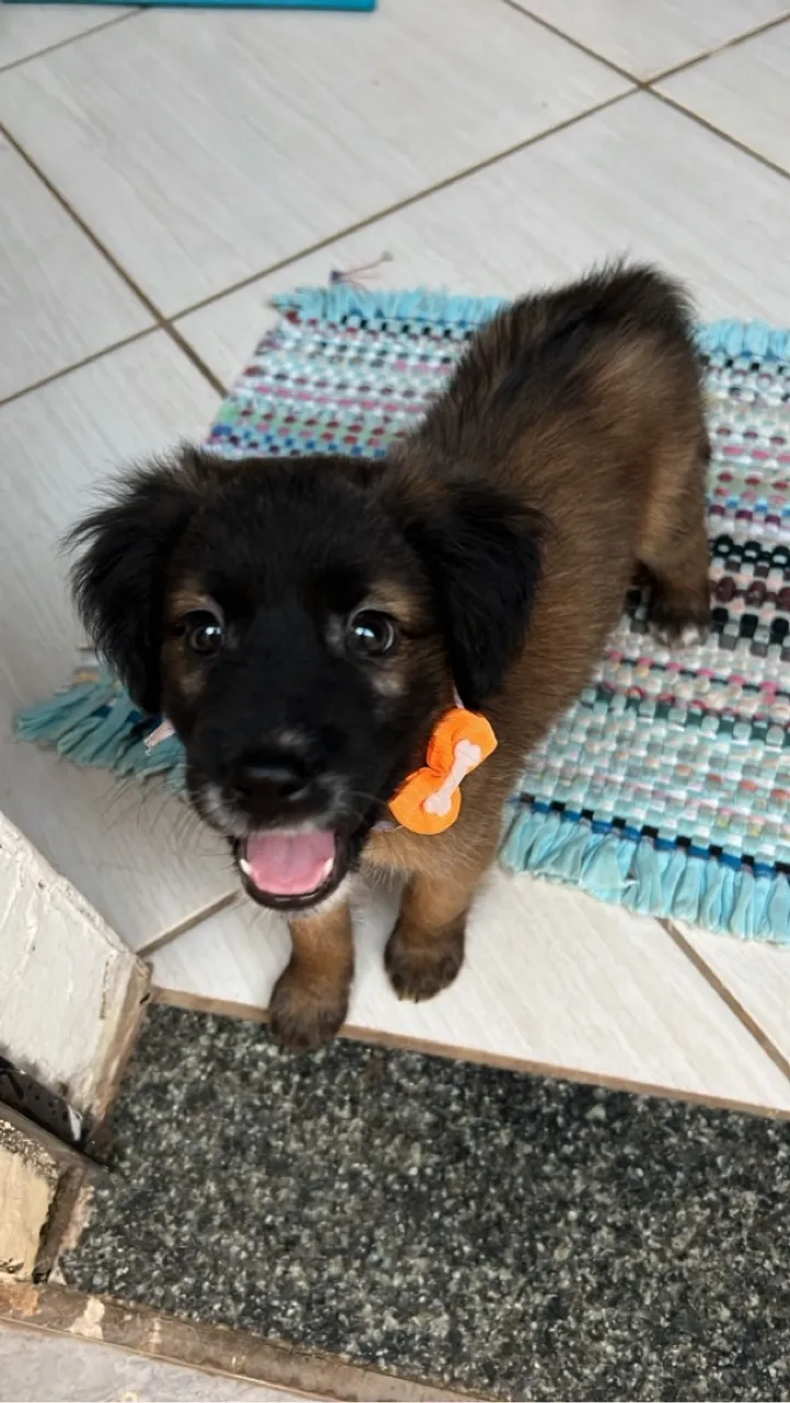 Filhote de cachorro adorável para adoção