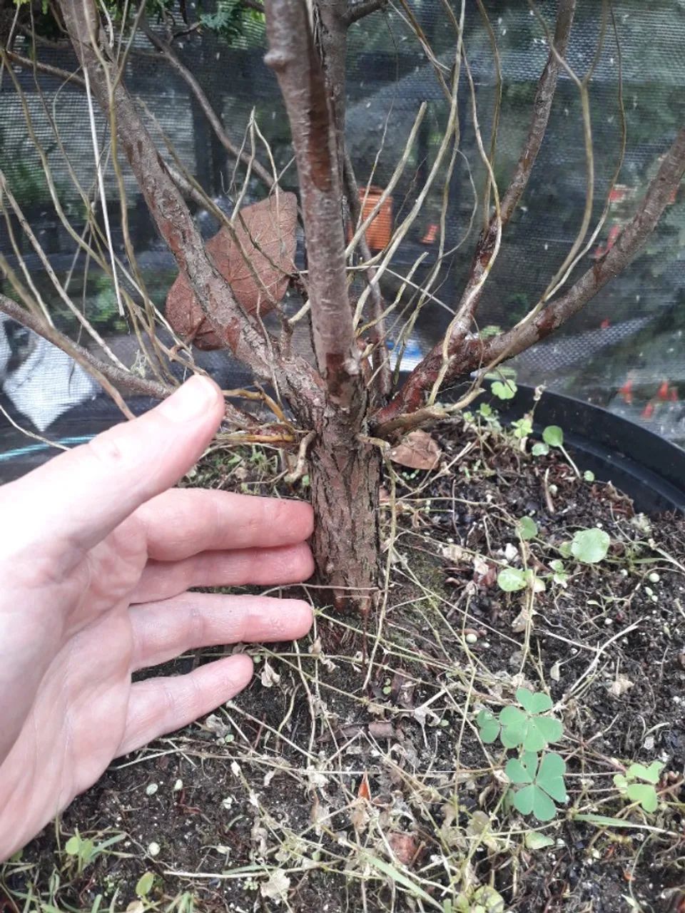 Muda Tuia pena de pavão - Porto Alegre RS - Pré bonsai  - Foto 2