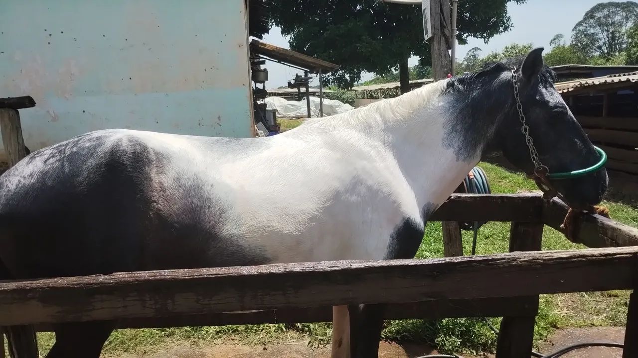 Cavalo potro garanhão  - Foto 2