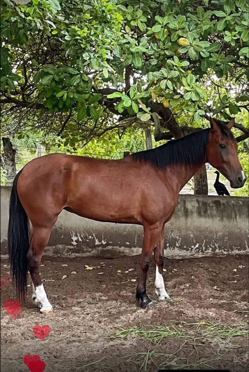 Égua Mangalarga Marchador