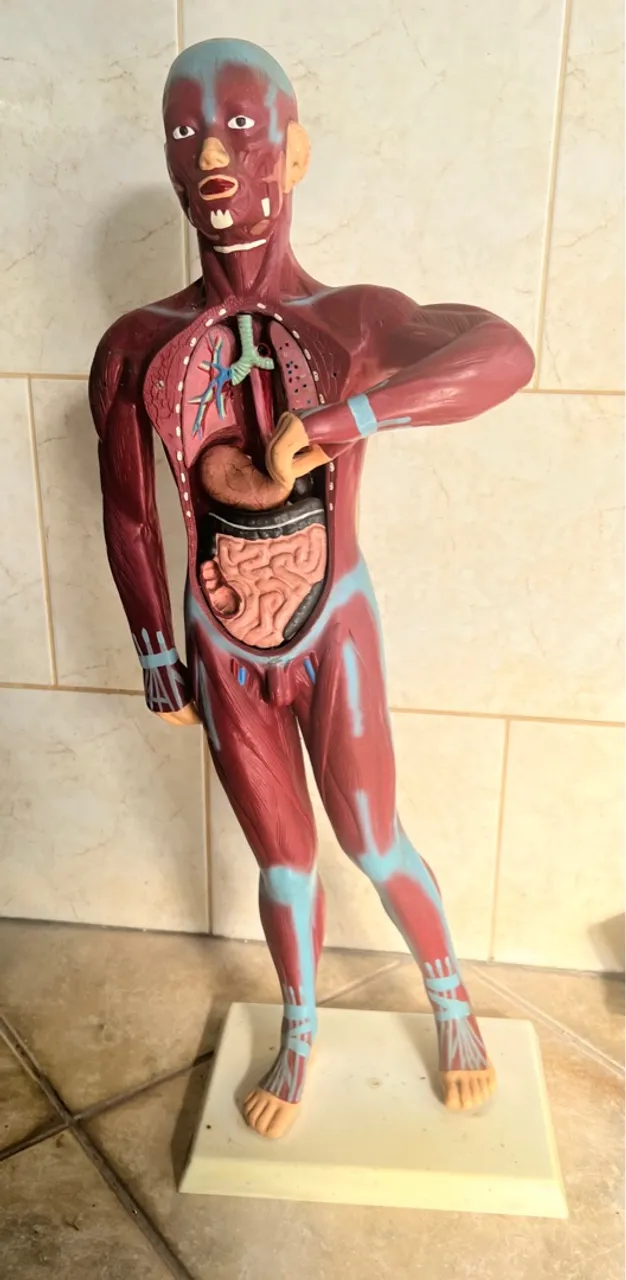 Modelo Anatômico Humano - Corpo Humano