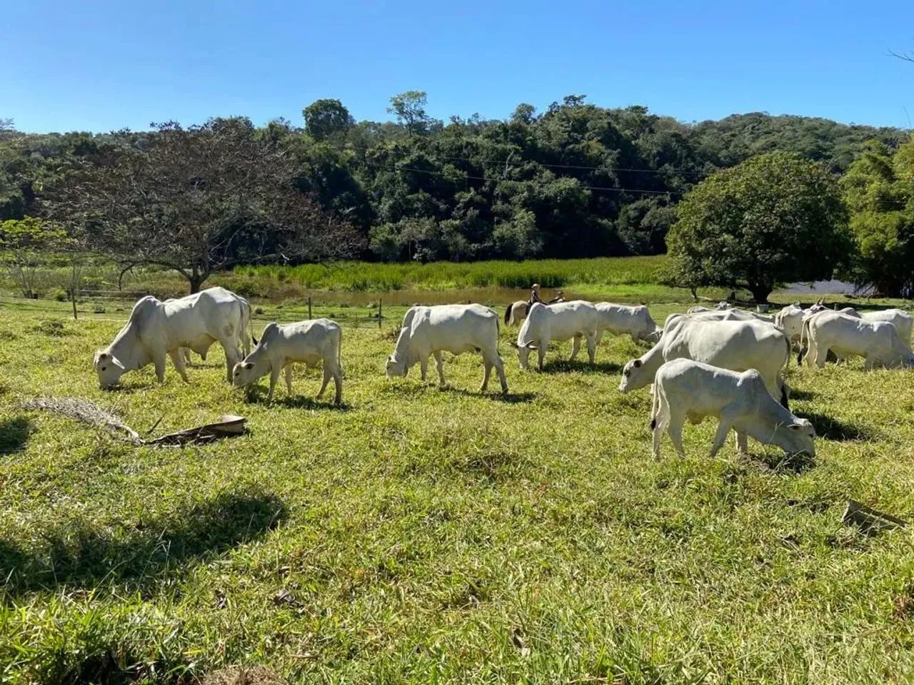Fazenda de 30 hectares com ampla área de pastagem, rica em água - Esmeraldas - MG