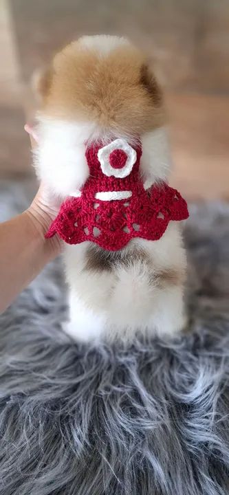 Fofa filhotinha de lulu da Pomerânea  mini - Foto 3