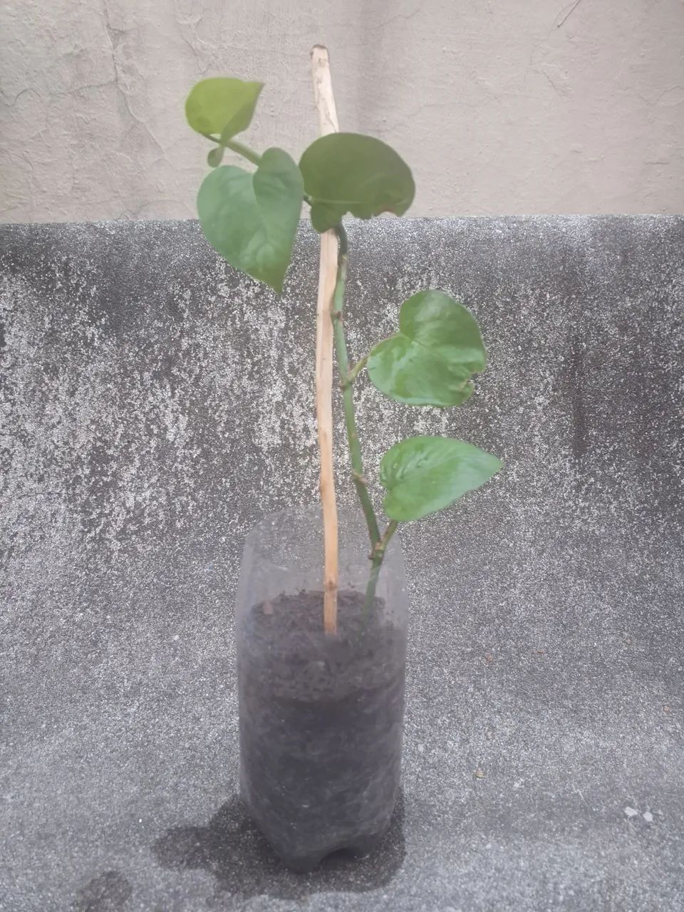 Planta Jiboia