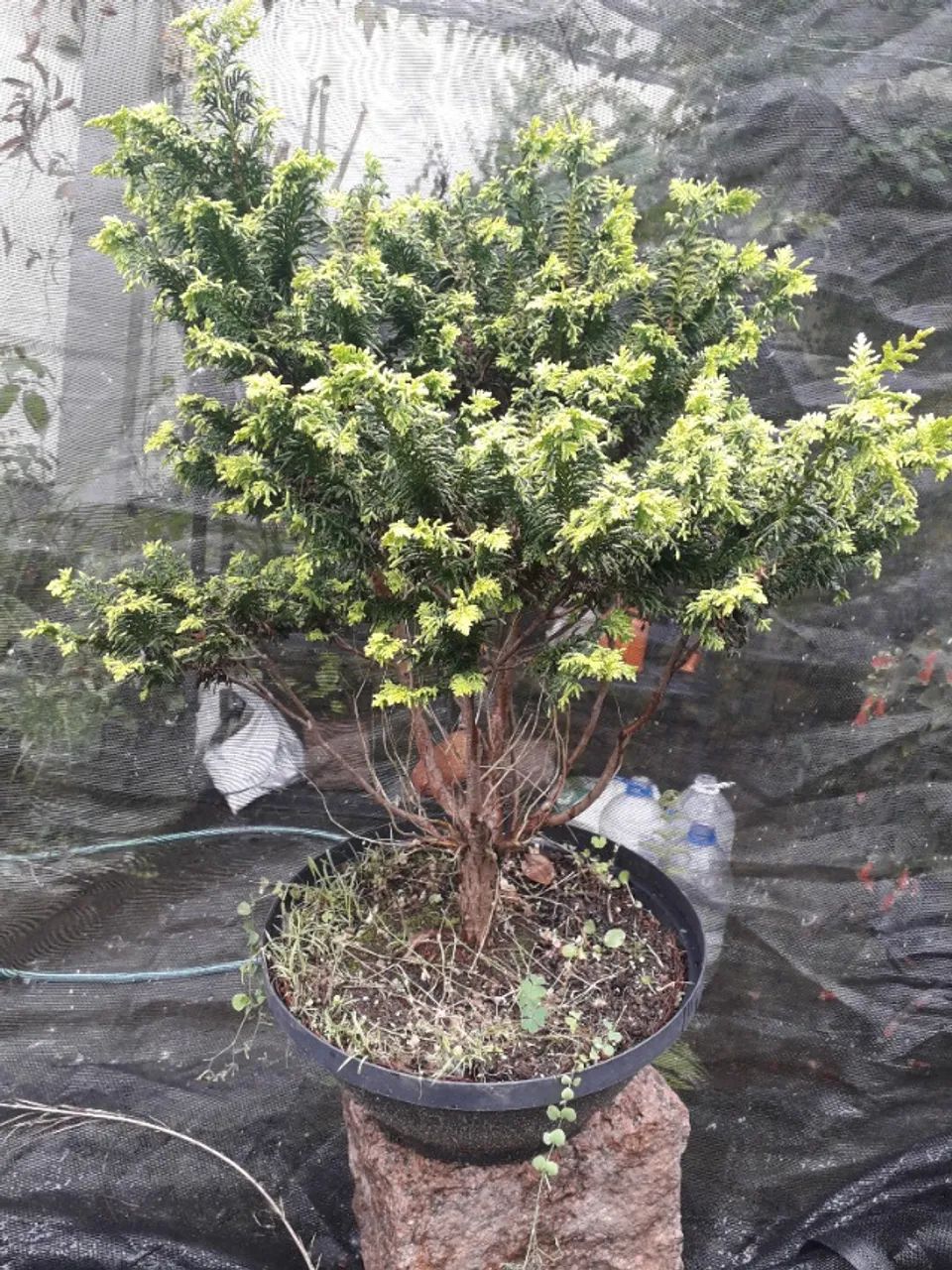 Muda Tuia pena de pavão - Porto Alegre RS - Pré bonsai 