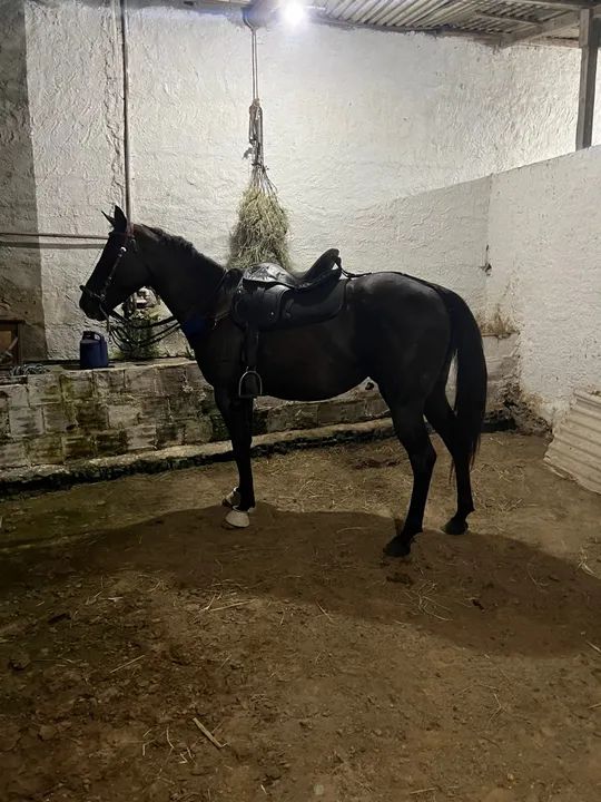 ÉGUA DE ESTEIRA  - Foto 3