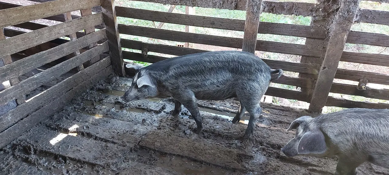 Casal de porco moura a venda 70kg cada