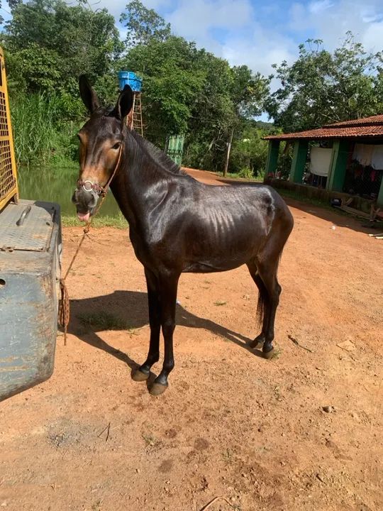 Vendo ou troco  - Foto 3