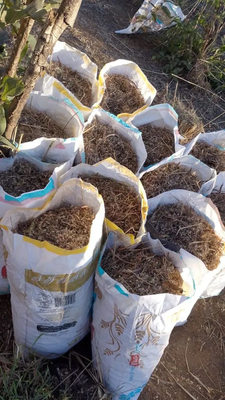 Semente de capim andropogon safra 2025 