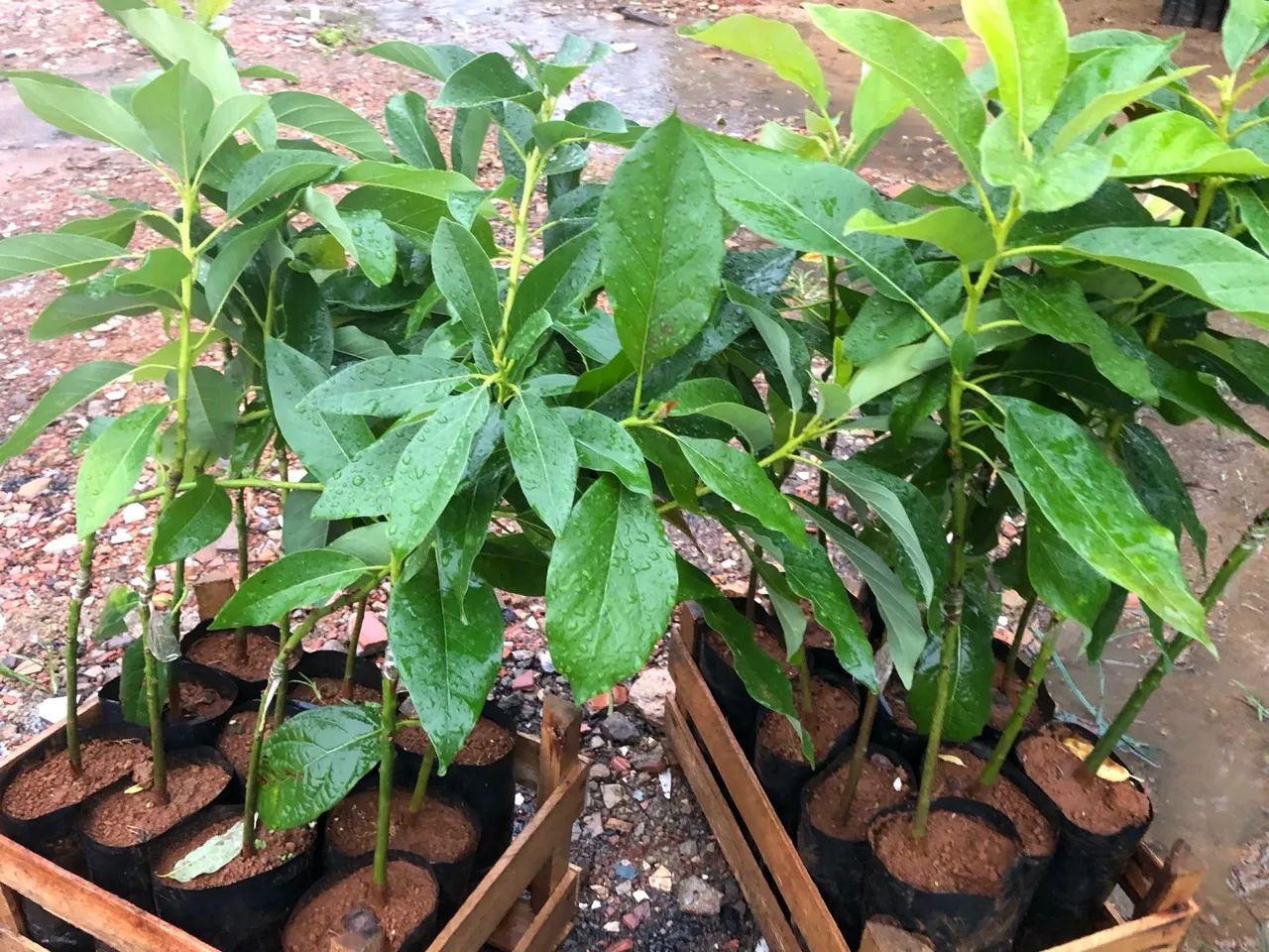 Mudas de abacate de enxerto - Foto 4