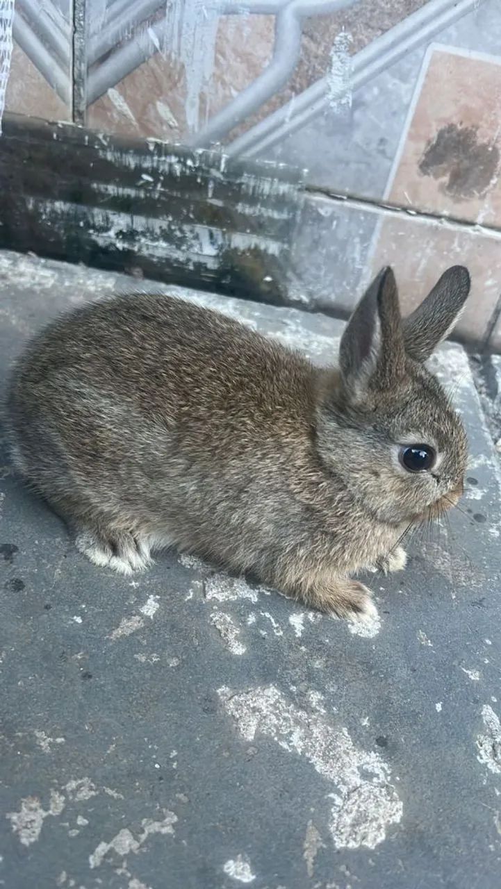 Coelhinha nether anã