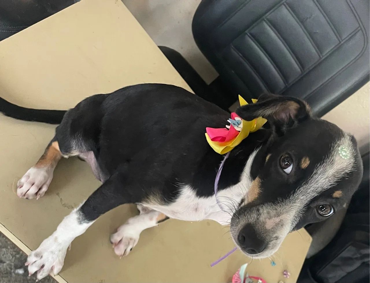 Adoção responsável  - Foto 3