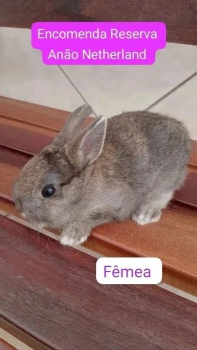 Anão Netherland Dwarf Últimos  - Foto 2