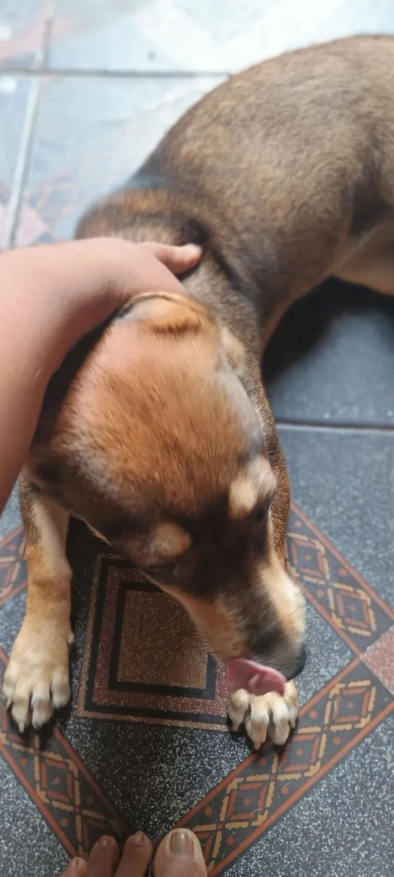 Cachorro para adoção