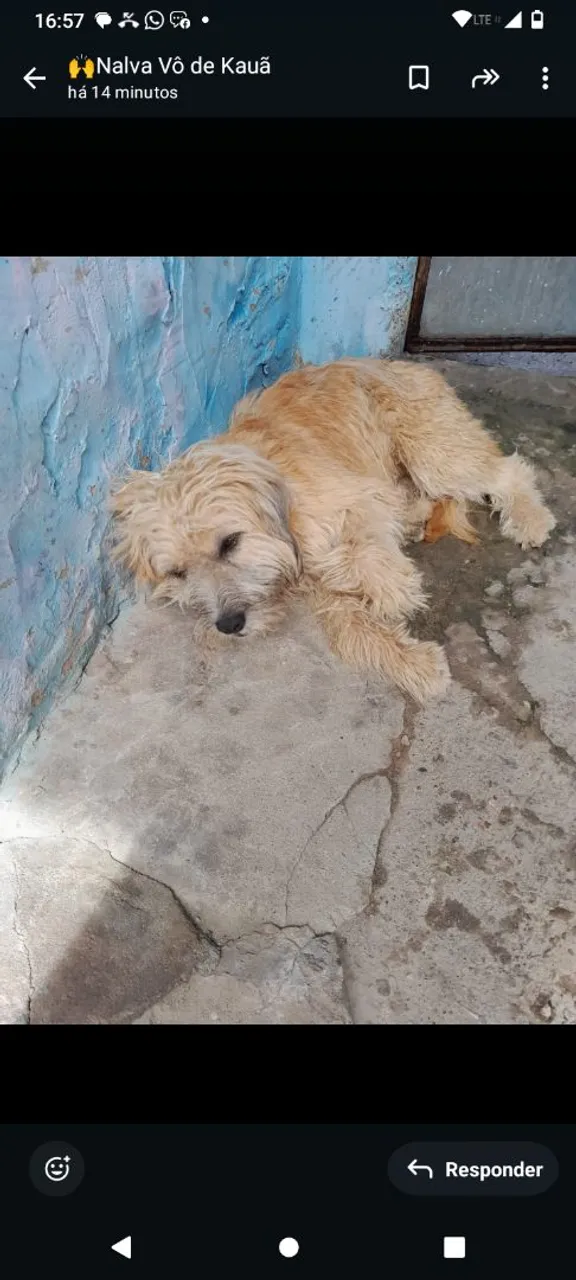 cachorro puldo pra doação 