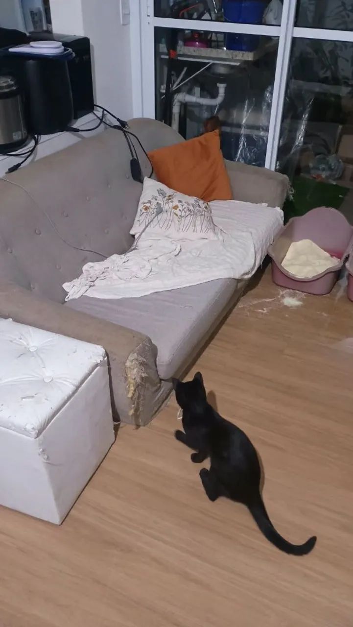 Sofá velho, sem o gato!
