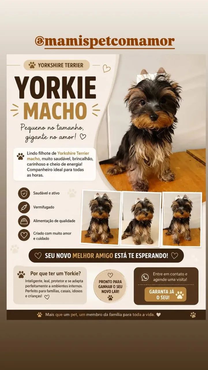 Filhote micro yorkshire terrier