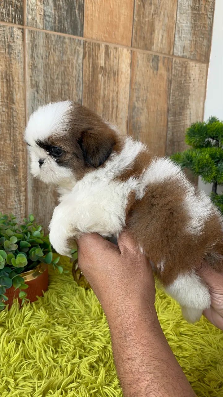 ShihTzu macho  - Foto 2
