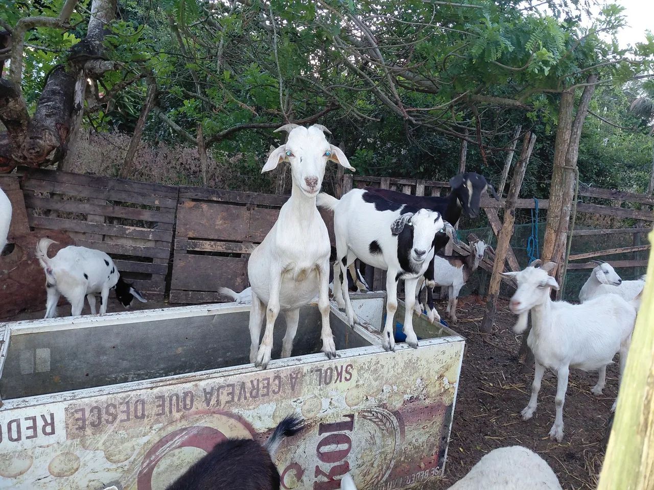 Cabras  - Foto 5