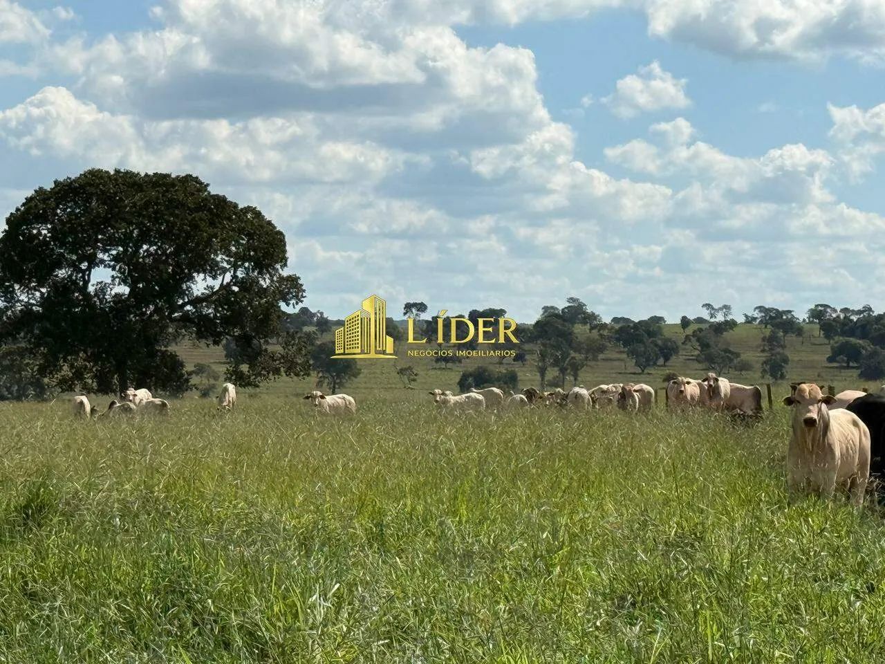 FAZENDA À VENDA  CAMPINA VERDE/MG - Foto 2