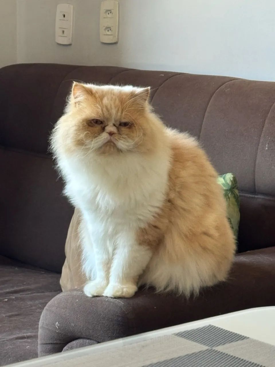 Gato persa  - Foto 3