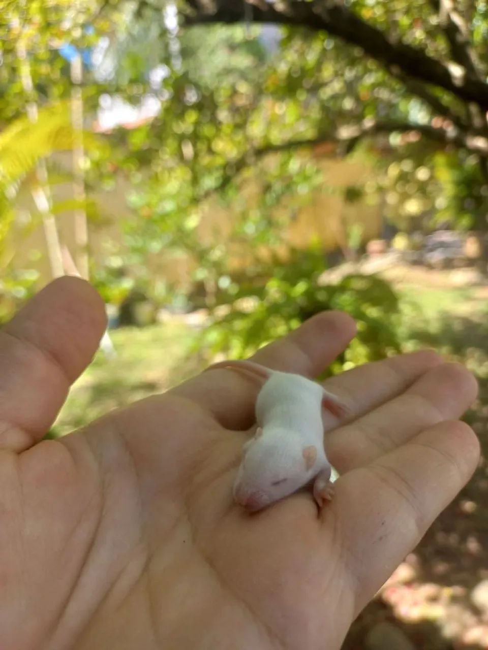 Camundongos filhotes e adultos - Foto 2