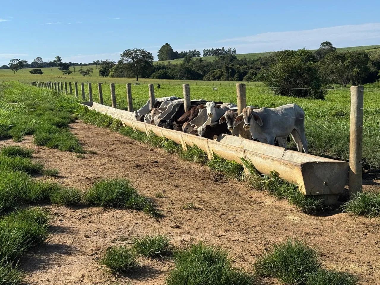 Fazenda em Itauçu GO