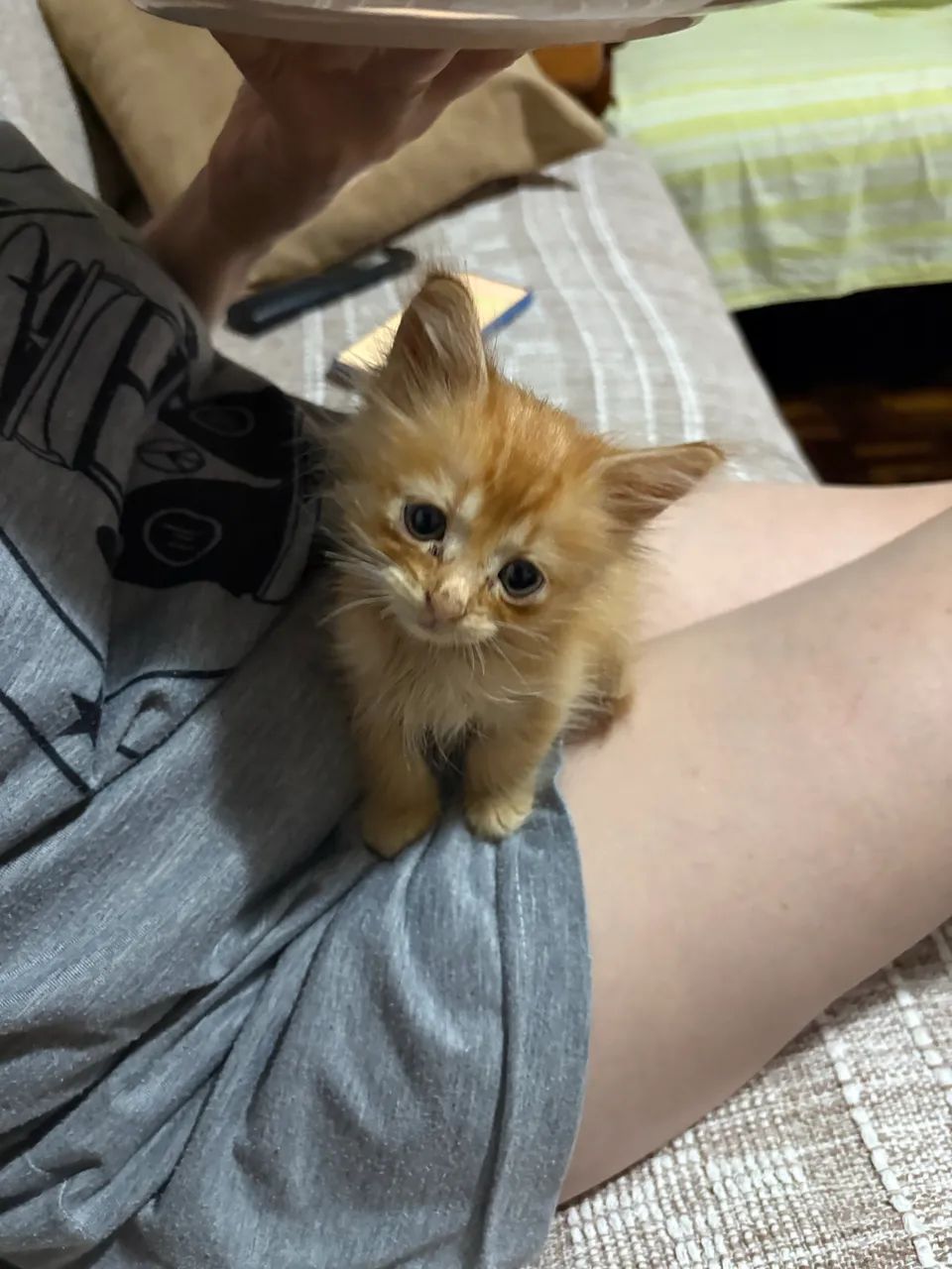 doa-se gatinha fêmea 1 mês  - Foto 4