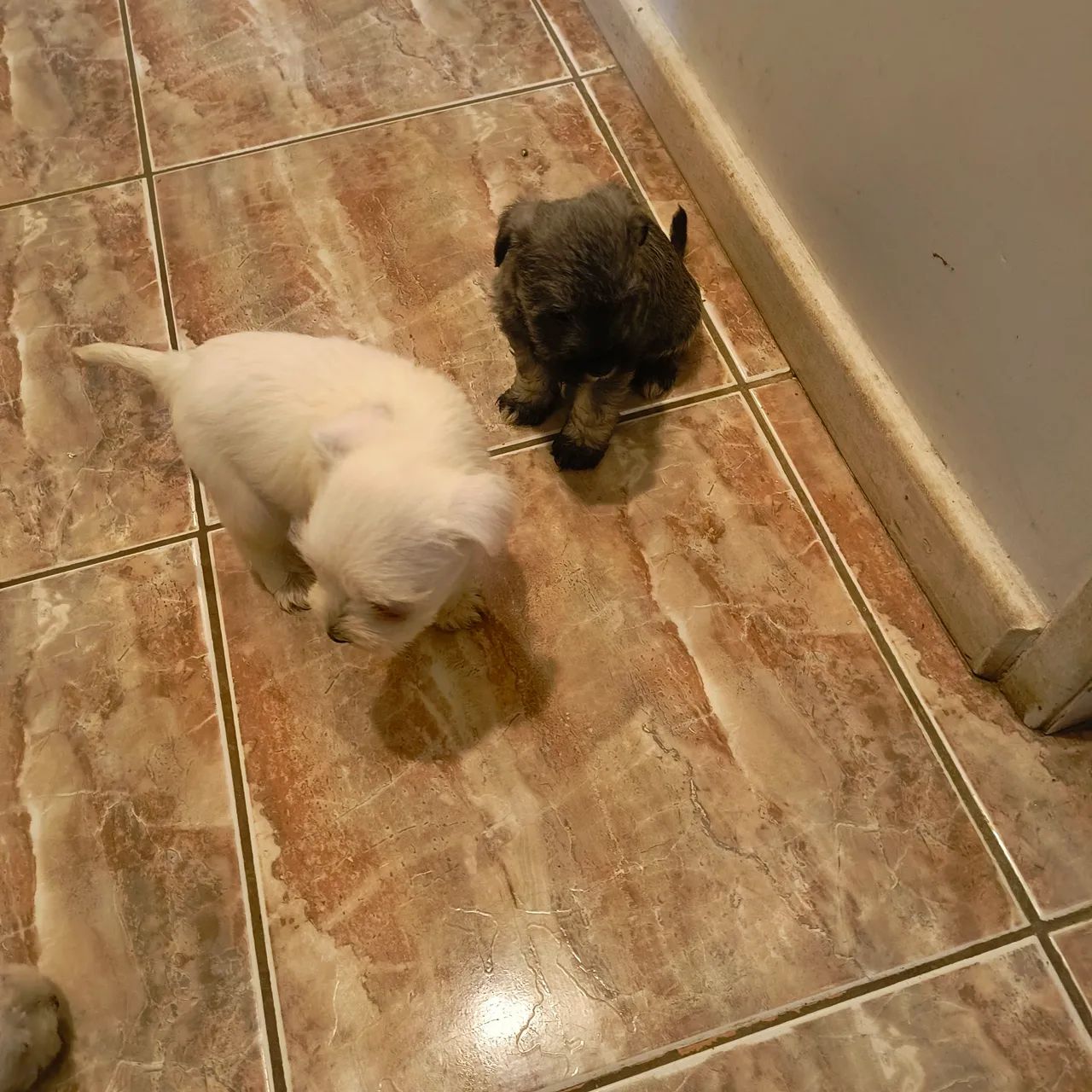 Animais 