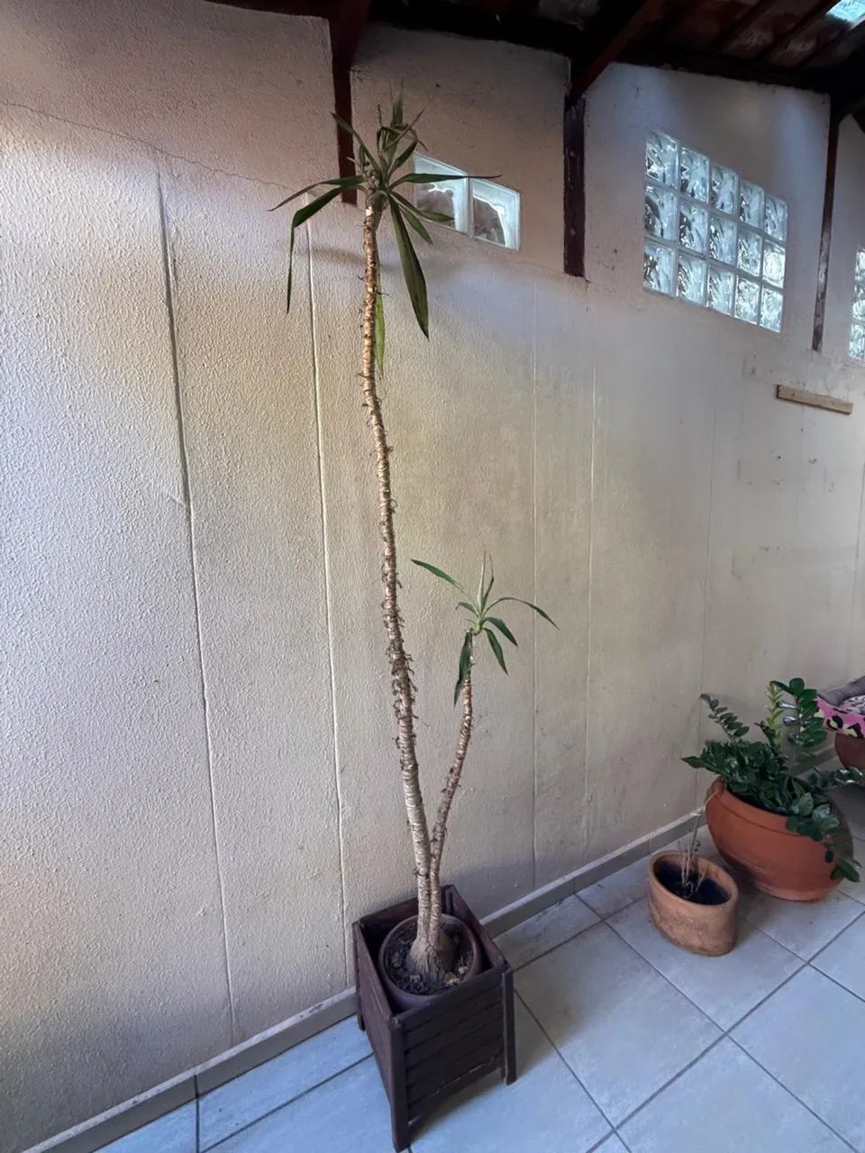 Planta com vaso de madeira